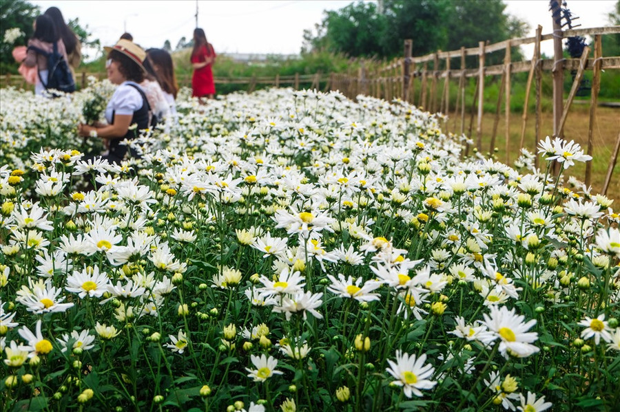 Để người dân và du khách có thể ngắm hoa cúc họa mi, Trung tâm công nghệ sinh học đã mở cửa miễn phí để du khách tham quan và chụp ảnh. Để người dân và du khách có thể ngắm hoa cúc họa mi, Trung tâm công nghệ sinh học đã mở cửa miễn phí để du khách tham quan và chụp ảnh.