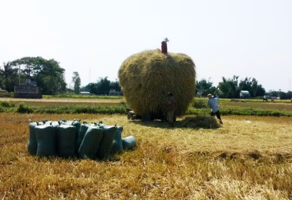 Nhiều dự án đã tích cực thu gom rơm rạ để ủ phân hữu cơ, chế biến thức ăn gia súc, trồng nấm rơm tạo việc làm và thu nhập cho người nông dân. (ảnh internet)