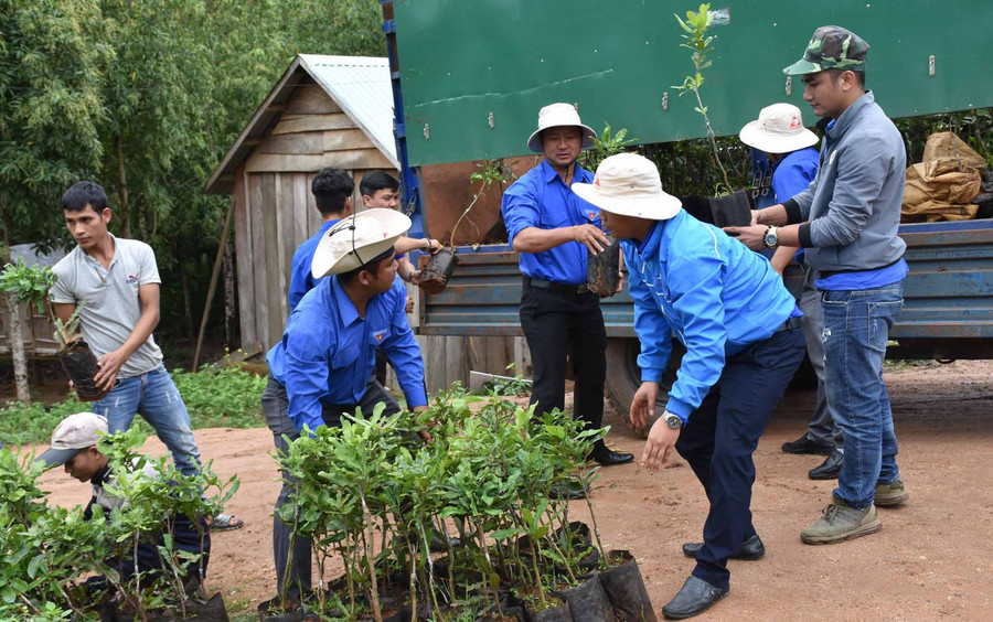 Đoàn trao tặng cây giống mắc ca cho xã Krong. Ảnh: Hà Phương