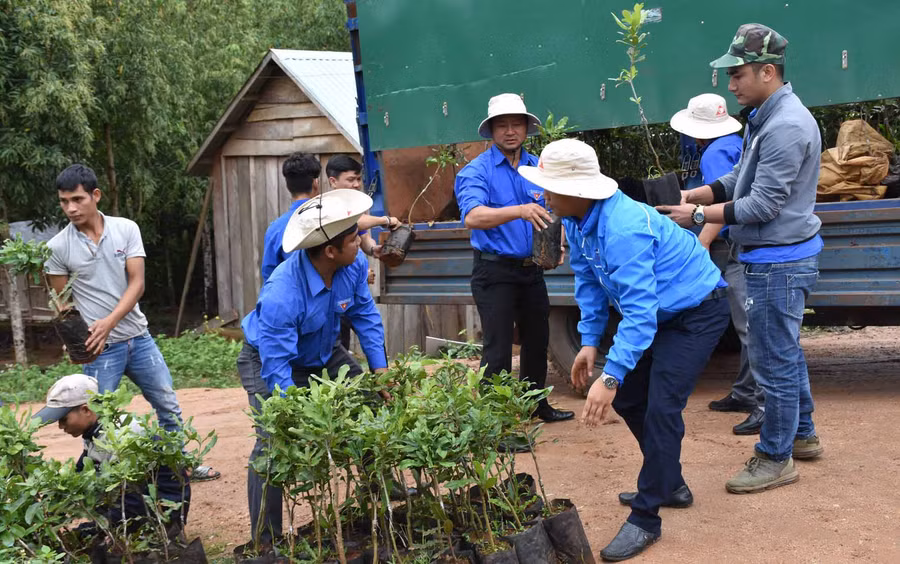 Đoàn trao tặng cây giống mắc ca cho xã Krong. Ảnh: Hà Phương
