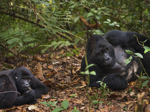  Khỉ đột tại rừng Rwanda - Ảnh: Four Seasons