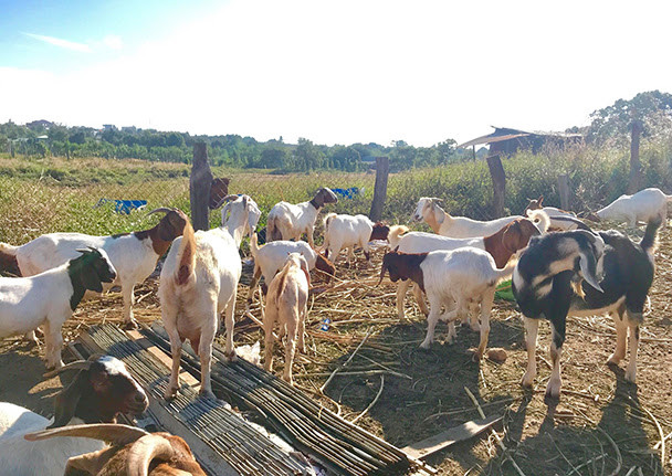  Với cách nuôi an toàn, đàn dê của trang trại anh Thảo phát triển tốt, tránh được dịch bệnh