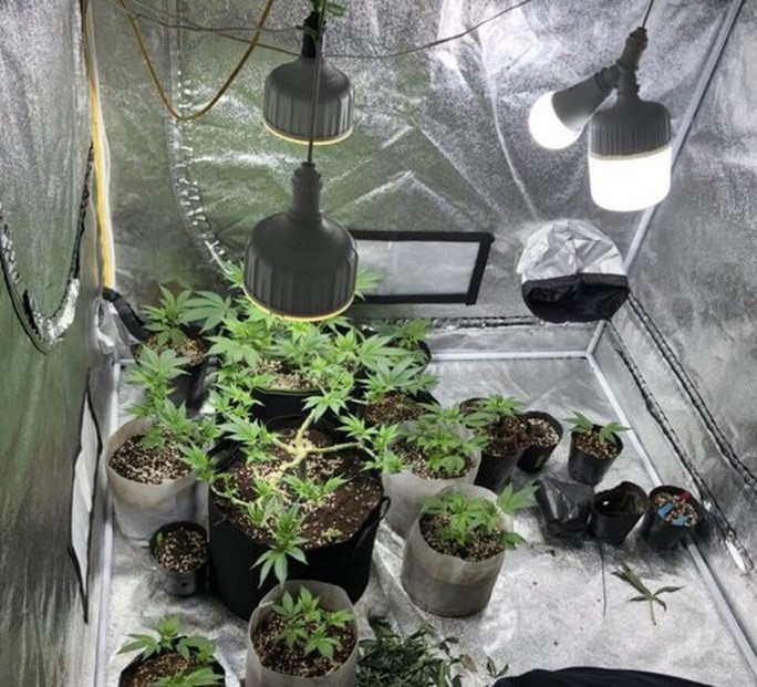 Cây cần sa được đối tượng trồng trong nhà