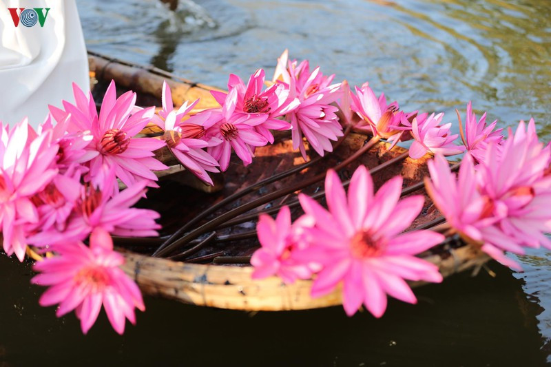 Hoa súng biểu trưng cho sức sống mãnh liệt, may mắn, sự sung túc, thịnh vượng. Mỗi sắc hoa lại có một ý nghĩa khác nhau: hoa súng đỏ có ý nghĩa tình yêu nồng cháy, sự nhiệt huyết; hoa màu hồng thể hiện sự tươi tắn, trẻ trung; hoa súng trắng: sự thánh thiện, tinh khôi… 