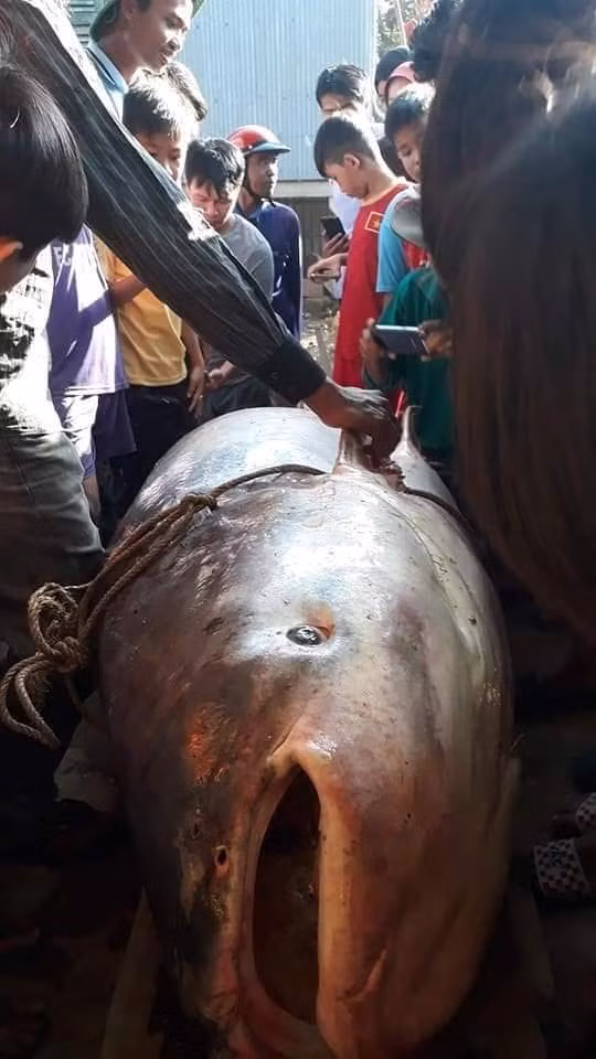 Con cá tra dầu “khủng” nặng 230kg do người dân An Giang bắt được trên sông Mê Kông ngày 21.12. Ảnh: Người dân cung cấp