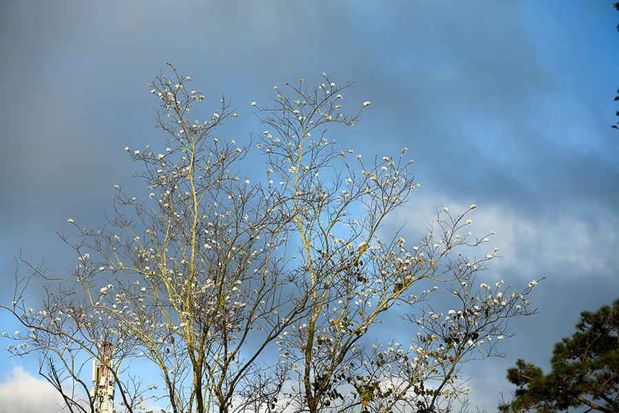 Xưa hoa ban trắng là vẻ đẹp đặc trưng của núi rừng Tây Bắc thì nay hoa ban trắng là một phần không thể bỏ lỡ của mùa đông Đà Lạt