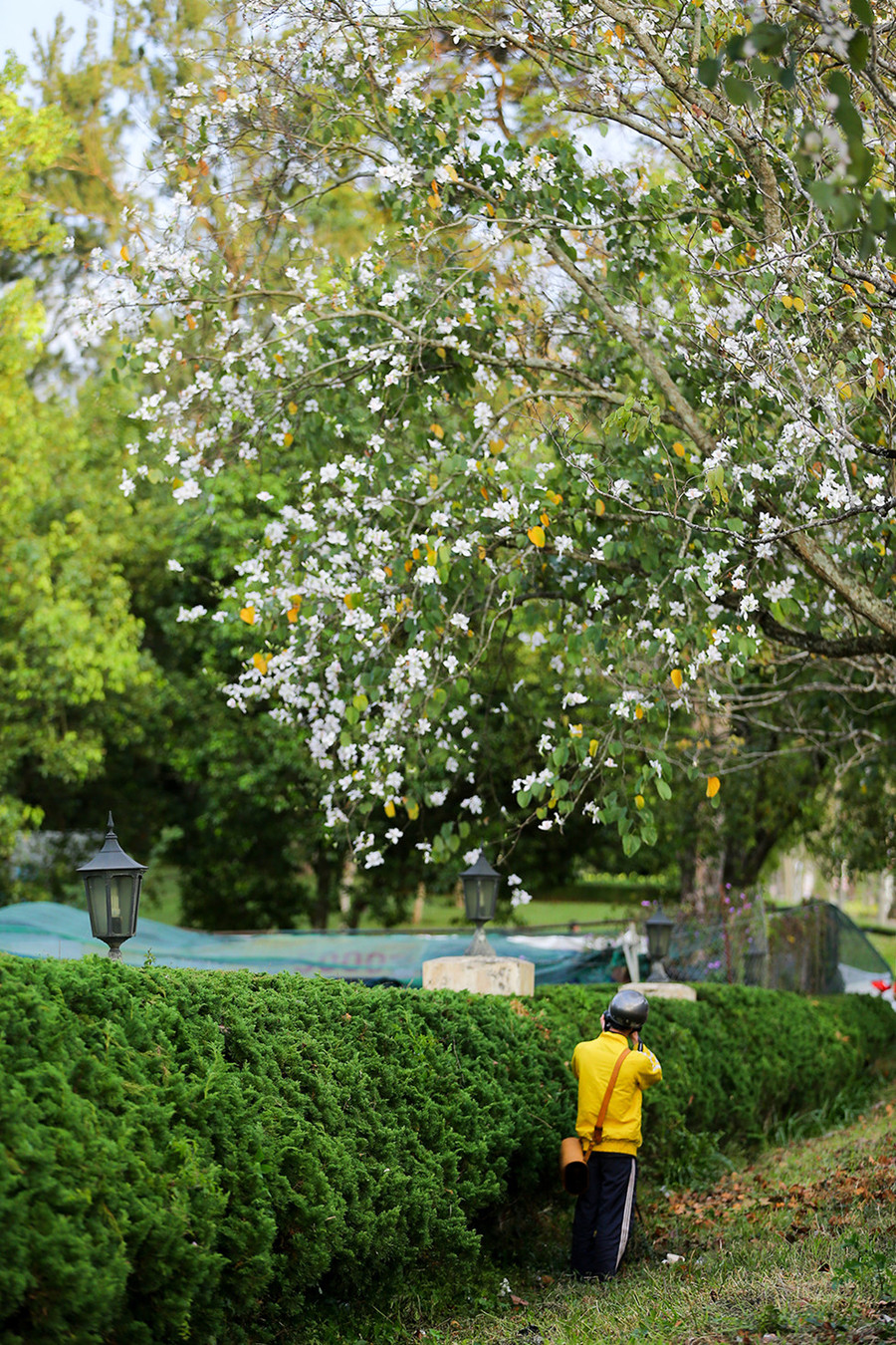 Các nhiếp ảnh gia cũng không thể bỏ lỡ cơ hội được thoải mái sáng tác với loài hoa có truyền thuyết về một cô gái đẹp nhất vùng Tây Bắc