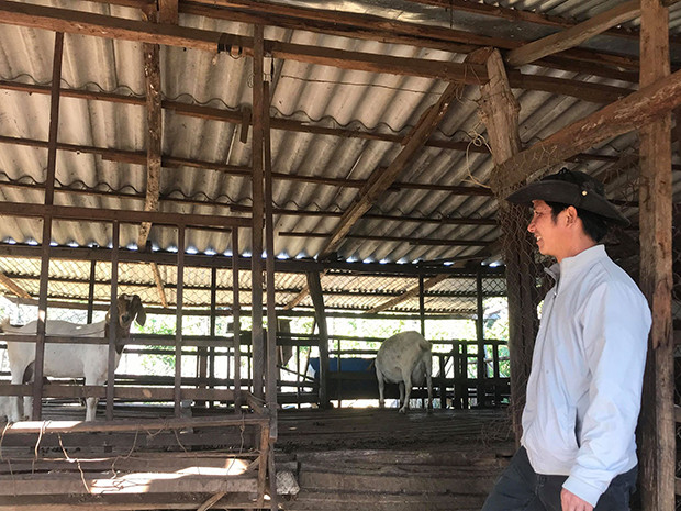 Chuồng trại chăn nuôi dê của gia đình anh Thảo được đầu tư đơn giản, thoáng mát nhưng mang lại hiệu quả cao.