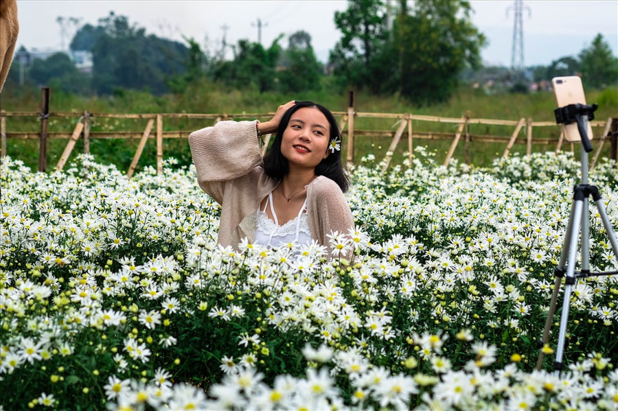 Người dân và du khách thỏa mái check in với vườn hoa cúc họa mi. Người dân và du khách thỏa mái check in với vườn hoa cúc họa mi.