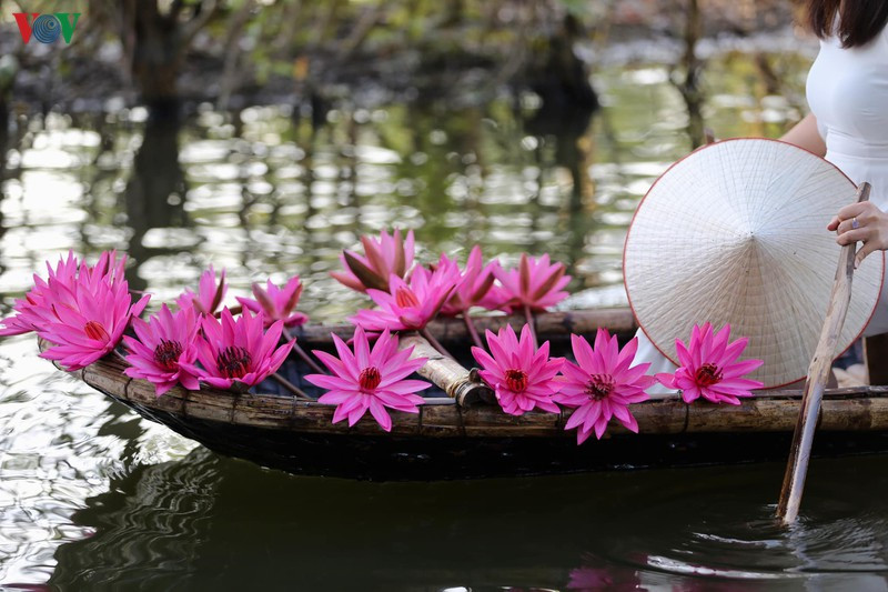 Hoa súng nở vào buổi sáng và cụp khi có nắng lên. Nhưng với tiết trời của mùa đông thì du khách hoàn toàn có thể chiêm ngưỡng hoa cả ngày.