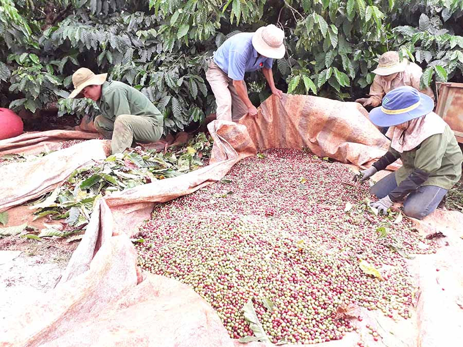  Người dân huyện Ia Grai thu hoạch cà phê. Ảnh: L.N