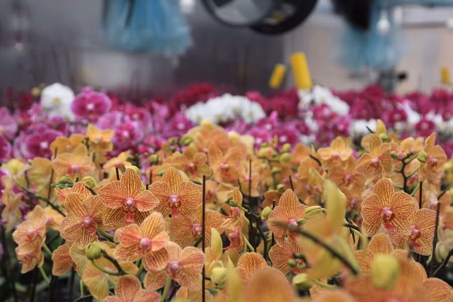 Lan hồ điệp khoe sắc trên đỉnh đèo Sa Mù. Lan hồ điệp khoe sắc trên đỉnh đèo Sa Mù.