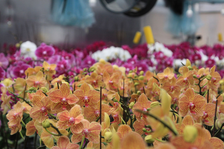 Lan hồ điệp khoe sắc trên đỉnh đèo Sa Mù. Lan hồ điệp khoe sắc trên đỉnh đèo Sa Mù.