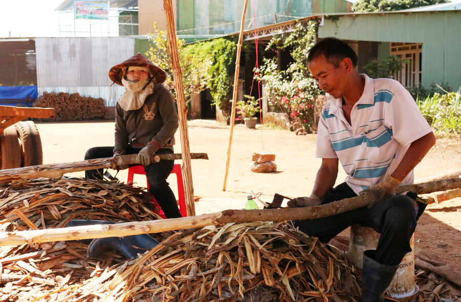 Người dân thôn 4, xã Hòa Phú thu hoạch bời lời. Ảnh: Nguyễn Tú