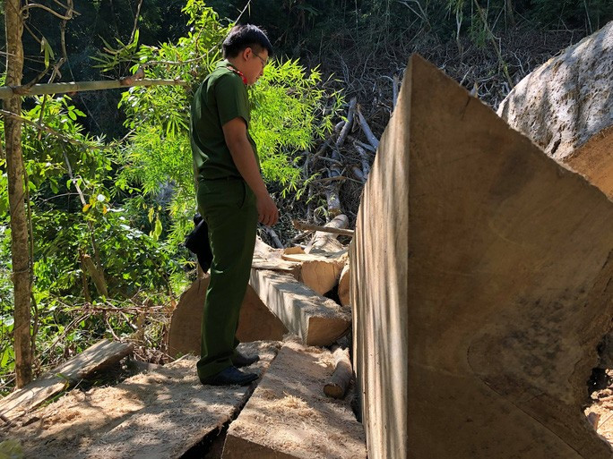  Những cây gỗ thụ trong rừng đặc dụng bị tàn phá