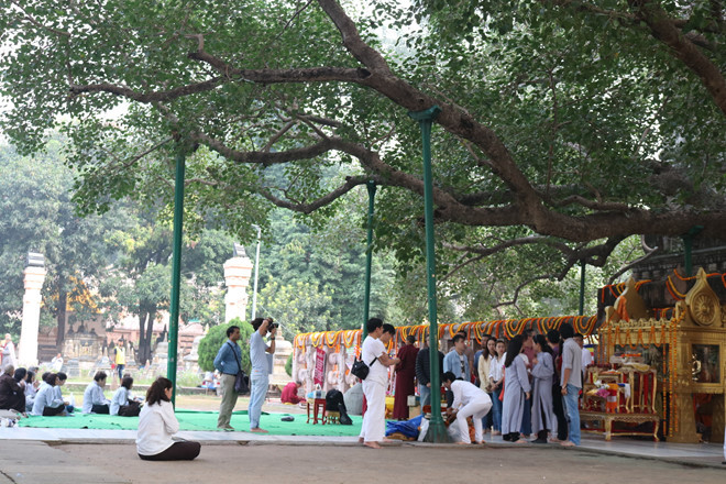  Các Phật tử dưới cội bồ đề 143 tuổi - Ảnh: Phương An