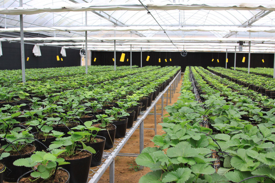 Trang trại dâu tây hàng nghìn cây sắp ra quả ngọt. Trang trại dâu tây hàng nghìn cây sắp ra quả ngọt.