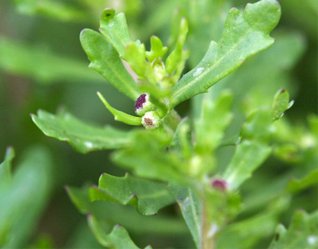 Cây cóc mẳn là loài bản địa ở châu Á ôn đới (Trung Quốc, Nhật, Đài Loan), châu Á nhiệt đới (Việt Nam, Thái Lan, Indonesia, Malaysia, Ấn Độ, Pakistan…), châu Đại Dương (Úc, New Zealand…).