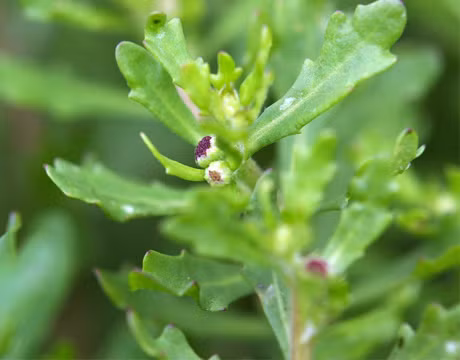 Cây cóc mẳn là loài bản địa ở châu Á ôn đới (Trung Quốc, Nhật, Đài Loan), châu Á nhiệt đới (Việt Nam, Thái Lan, Indonesia, Malaysia, Ấn Độ, Pakistan…), châu Đại Dương (Úc, New Zealand…).