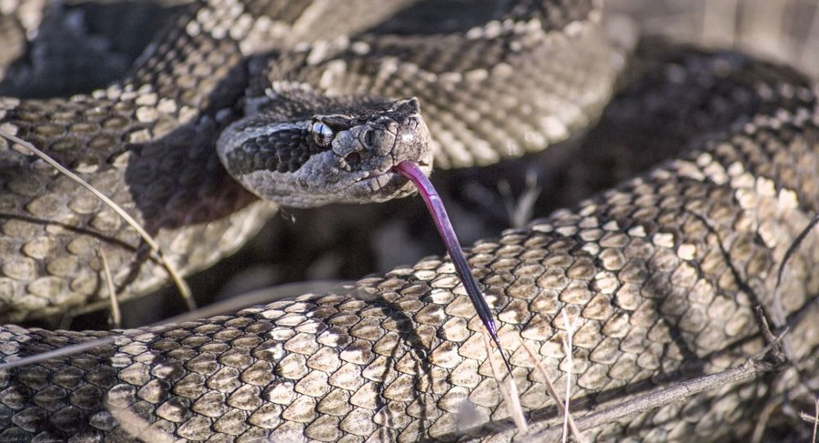 Mô tả chi tiết về vấn đề này được đăng tải trên tạp chí Science Advances.