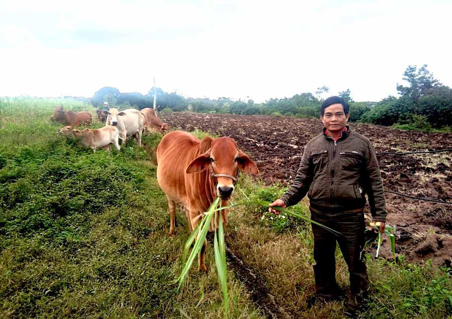 Anh Đinh Im (làng Kúc Gmôi, xã Đak Pơ Pho) bên đàn bò lai của gia đình. Ảnh: A.P  Anh Đinh Im (làng Kúc Gmôi, xã Đak Pơ Pho) bên đàn bò lai của gia đình. Ảnh: A.P