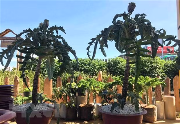 Cây atiso bonsai. (Ảnh minh họa: Nguyễn Dũng/TTXVN)