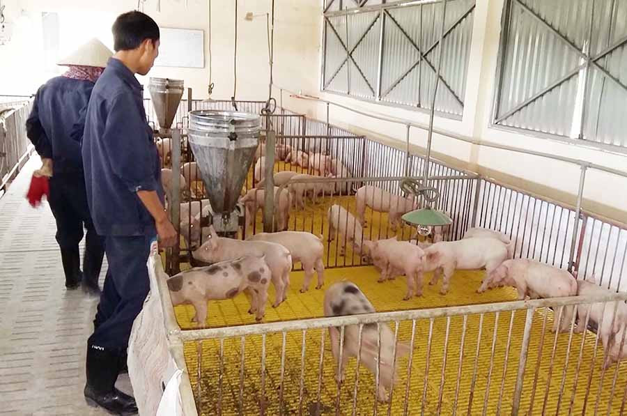  Heo con giống tại Trung tâm Giống vật nuôi tỉnh. Ảnh: N.D