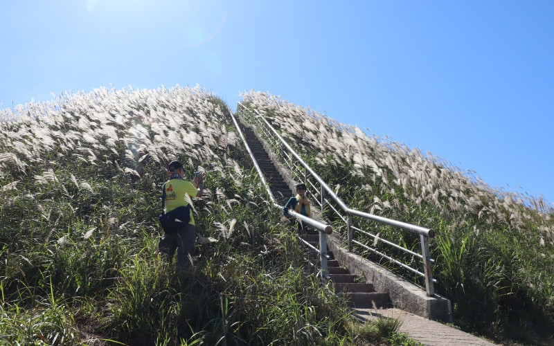  Đường lên mốc 1297 trong bạt ngàn hoa lau.