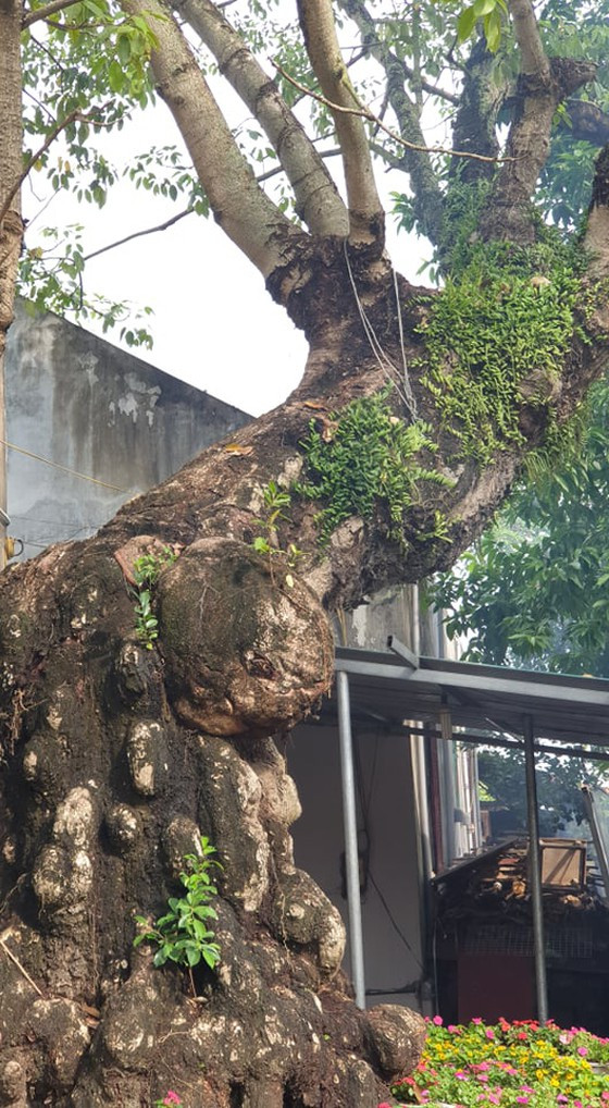 Cây gạo nằm trong khuôn viên chùa cũng đã 400 tuổi