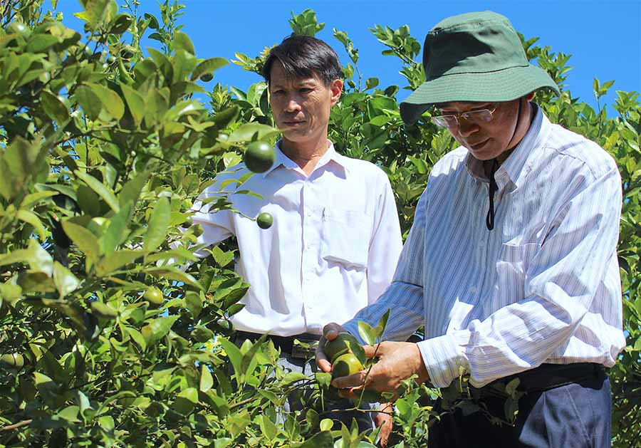 Trưởng ban Tuyên giáo Tỉnh ủy Lê Phan Lương (bìa phải) khảo sát mô hình trồng cây ăn quả tại thôn Phú An, xã Ia Le. Ảnh: Mộc Trà Trưởng ban Tuyên giáo Tỉnh ủy Lê Phan Lương (phải) khảo sát mô hình trồng cây ăn quả tại thôn Phú An, xã Ia Le-Ảnh Mộc Trà