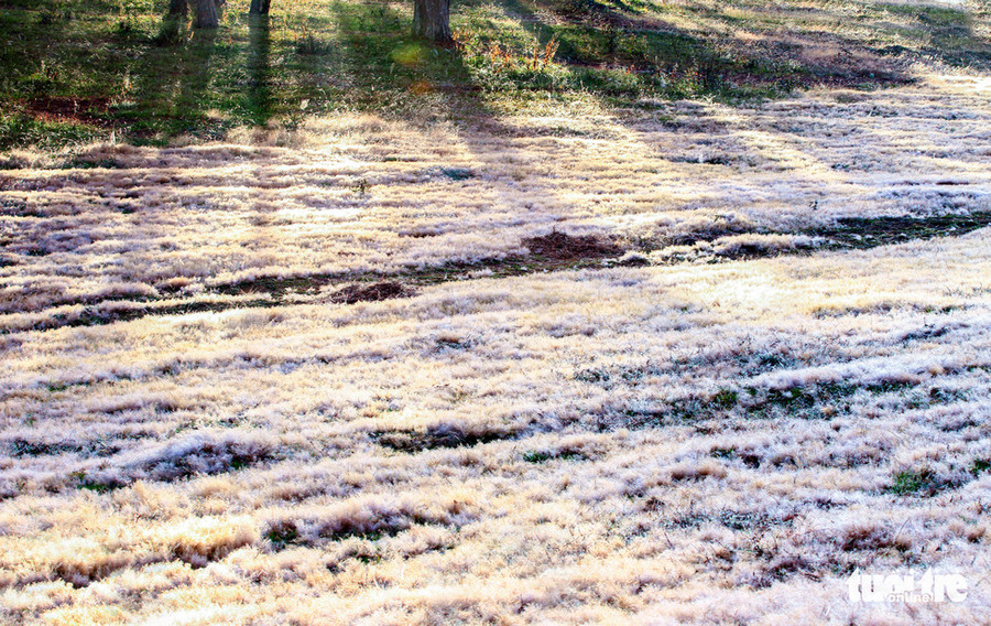  Cỏ hồng đã thành cỏ tuyết trong sương sớm - Ảnh: ĐINH VĂN BIÊN