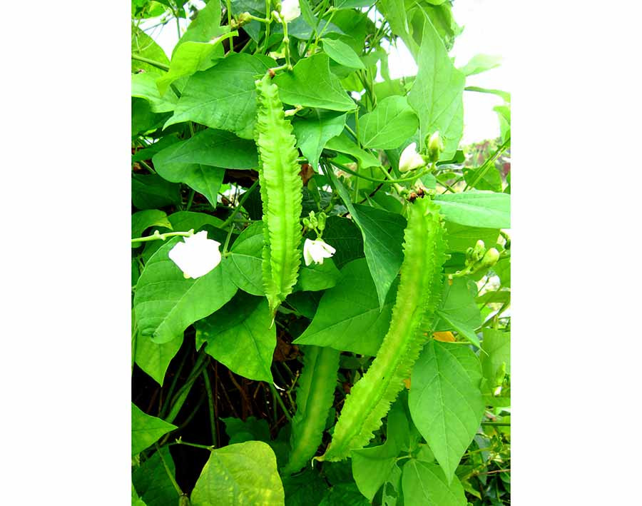 Cây đậu rồng. Ảnh: internet  Cây đậu rồng. Ảnh: internet