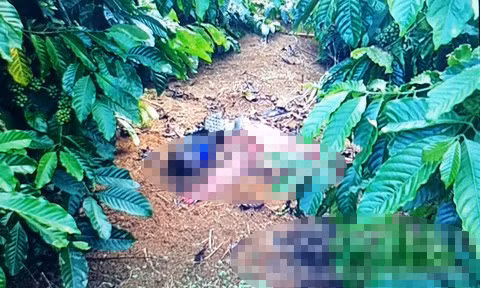  Hiện trường rẫy cà phê nơi phát hiện thi thể nạn nhân xấu số.