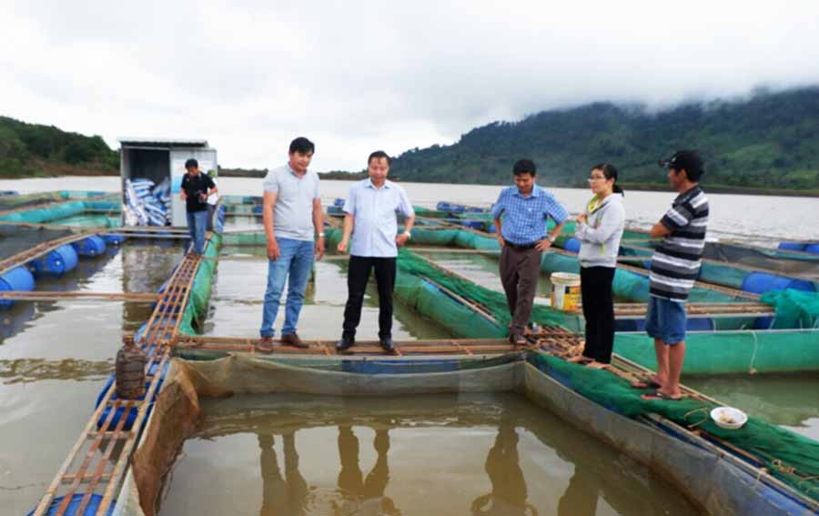  Cán bộ kỹ thuật Trung tâm Khuyến nông quốc gia kiểm tra mô hình nuôi cá thác lác cườm tại xã Ia Tô (huyện Ia Grai). Ảnh: N.D