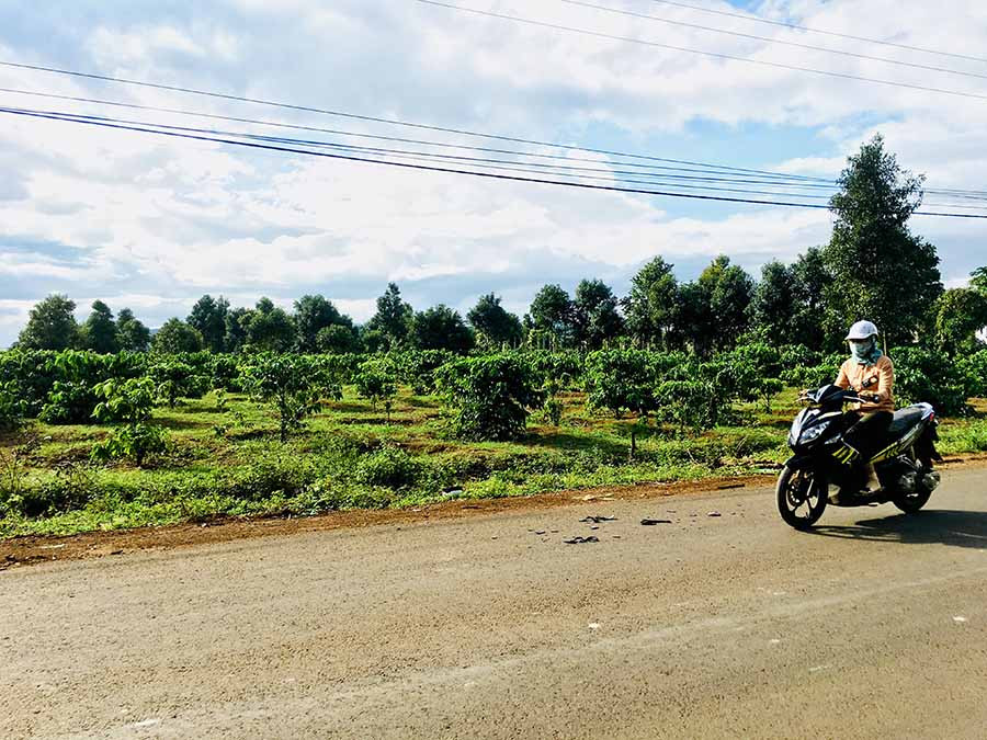  Khu vườn cà phê gia đình ông Hải hiến cho xã Ia Bă quy hoạch xây dựng chợ. Ảnh: L.H