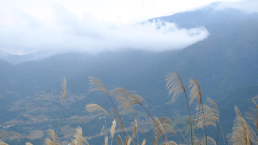 Cỏ lau trải dài hai bên đường lên vùng biên Bình Liêu, xa xa thấp thoáng mây giăng bảng lảng - Ảnh N.H