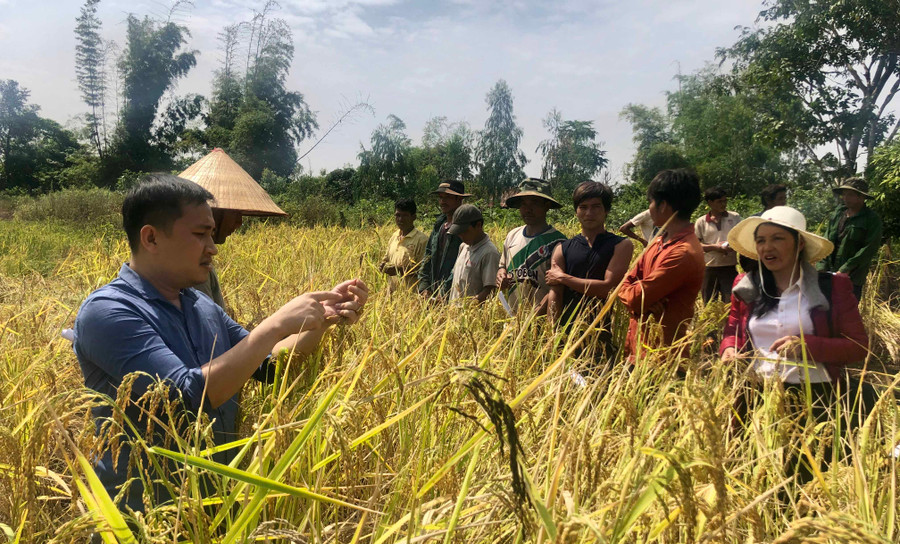 Lúa Ba Chăm được trồng theo tiêu chuẩn Viet Gap cho năng suất cao tại làng Đak Bết, xã Đak Trôi. Ảnh: Ngọc Thu Lúa Ba Chăm được trồng theo tiêu chuẩn Viet Gap cho năng suất cao tại làng Đak Bết, xã Đak Trôi. Ảnh: Ngọc Thu