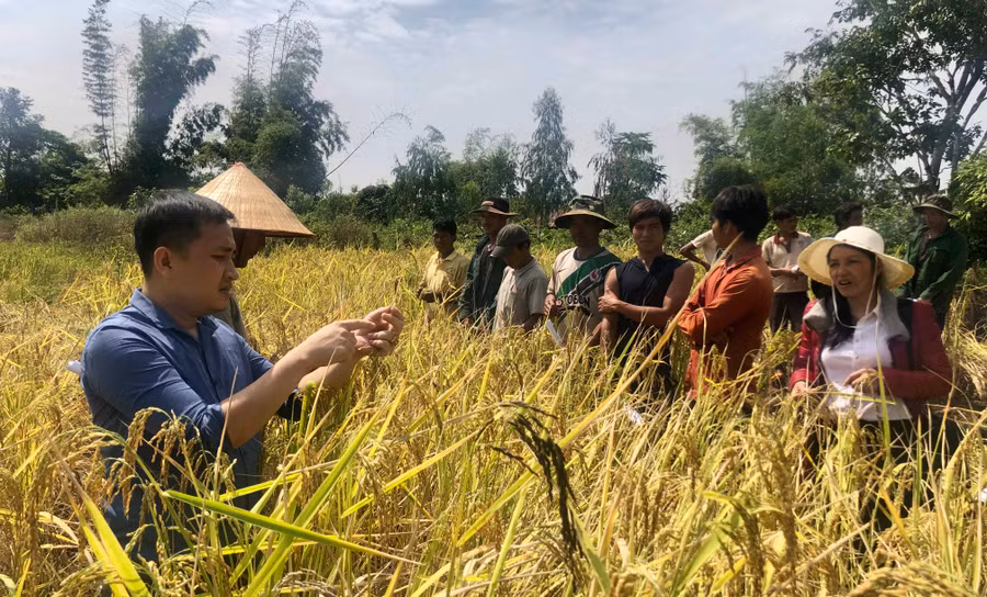 Lúa Ba Chăm được trồng theo tiêu chuẩn Viet Gap cho năng suất cao tại làng Đak Bết, xã Đak Trôi. Ảnh: Ngọc Thu