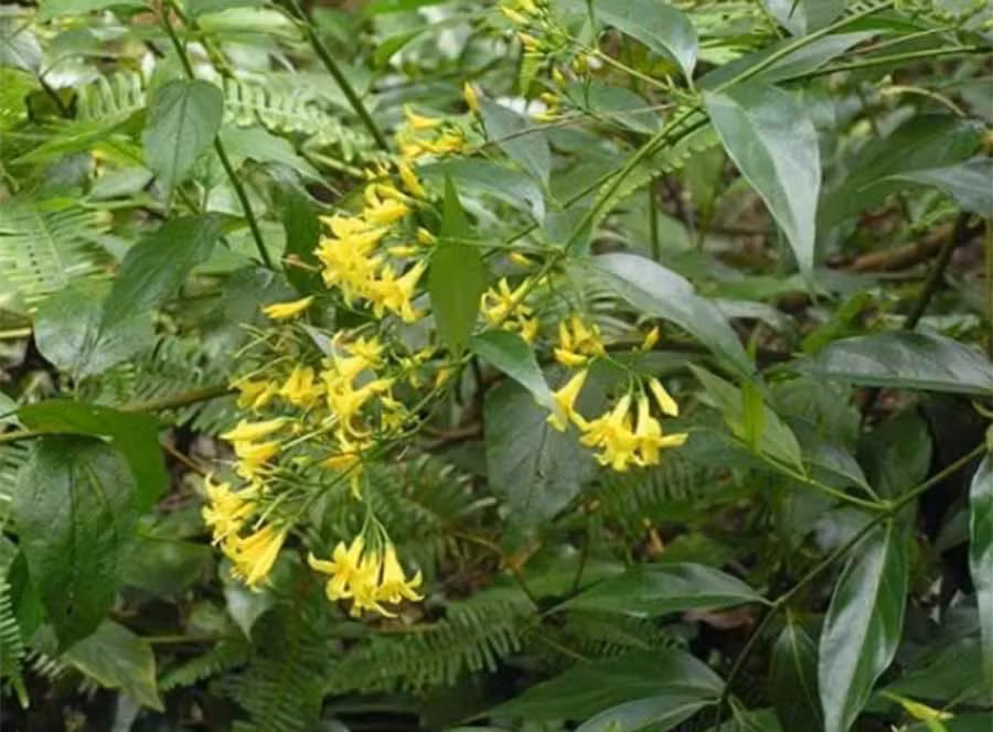 Lá ngón - Ảnh minh họa