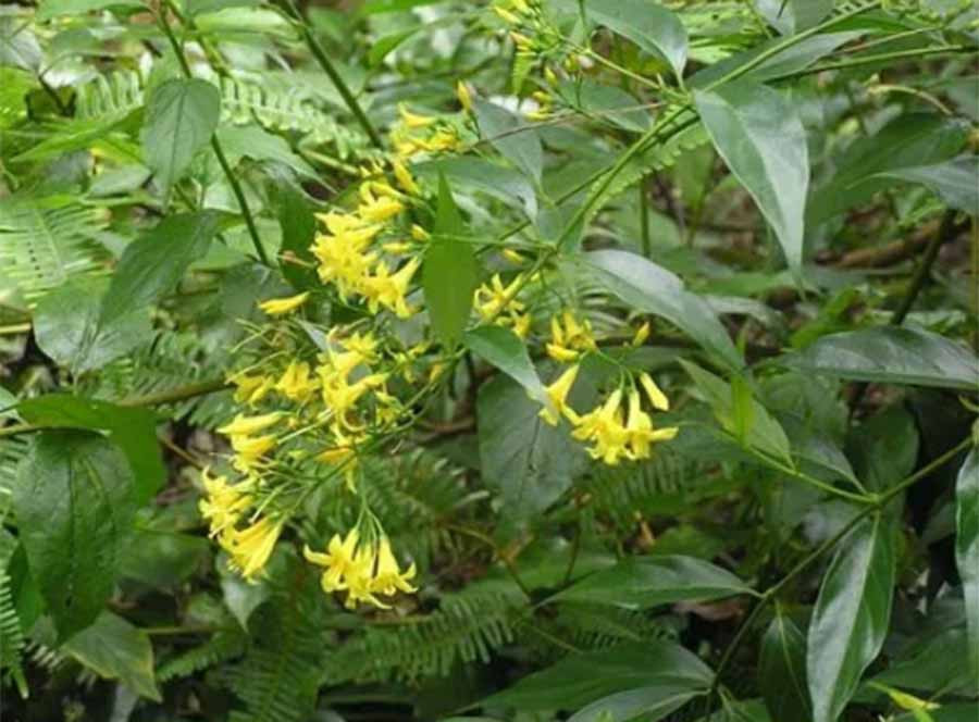 Lá ngón - Ảnh minh họa