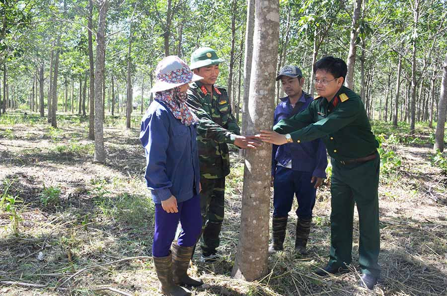 Các cán bộ Trung đoàn 710 hướng dẫn công nhân người dân tộc thiểu số kiểm tra vườn cây