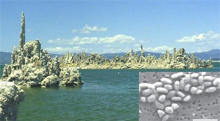 AND của loài giun được cho là kháng lại arsenic