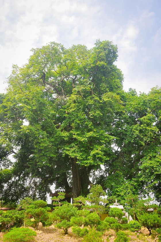 Cây thị cao 16-18m, chu vi thân là 5,1m cành lá tươi tốt và vẫn ra trái đều
