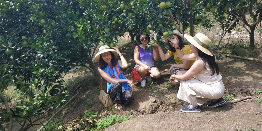  Đến Cồn Sơn, du khách thích nhất là được tham quan các vườn cây ăn quả. Mỗi chủ vườn làm du lịch thường trồng một loại quả, có thể là cam, chôm chôm, bưởi... Với giá vé chỉ từ 15 nghìn đồng/người, du khách sẽ được ăn trái cây ngay tại vườn. Ảnh: H.Thơ.