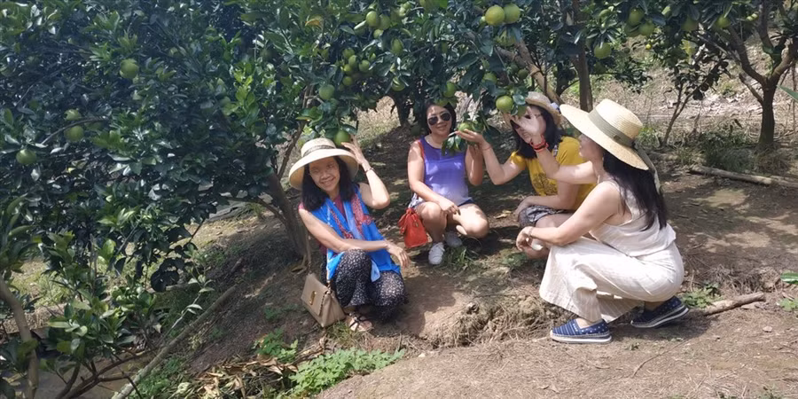  Đến Cồn Sơn, du khách thích nhất là được tham quan các vườn cây ăn quả. Mỗi chủ vườn làm du lịch thường trồng một loại quả, có thể là cam, chôm chôm, bưởi... Với giá vé chỉ từ 15 nghìn đồng/người, du khách sẽ được ăn trái cây ngay tại vườn. Ảnh: H.Thơ.