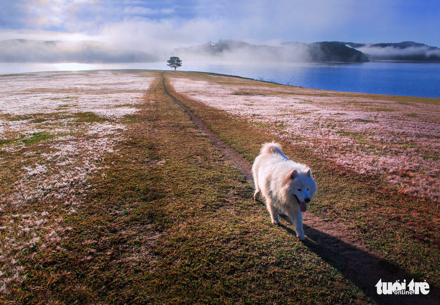  Phía xa là cây thông cô đơn nổi tiếng, ở đây cũng là nơi ngắm cỏ hồng thú vị - Ảnh: ĐINH VĂN BIÊN
