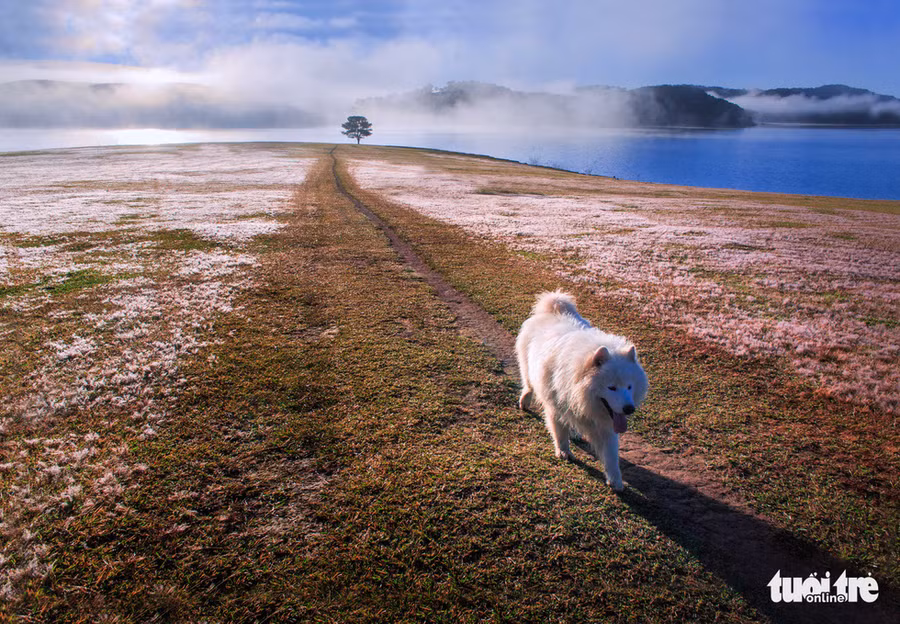  Phía xa là cây thông cô đơn nổi tiếng, ở đây cũng là nơi ngắm cỏ hồng thú vị - Ảnh: ĐINH VĂN BIÊN