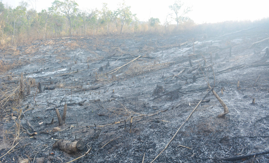 Khu vực rừng bị chặt phá, đốt để làm rẫy. Ảnh: An Nhân Khu vực rừng bị chặt phá, đốt để làm rẫy. Ảnh: An Nhân