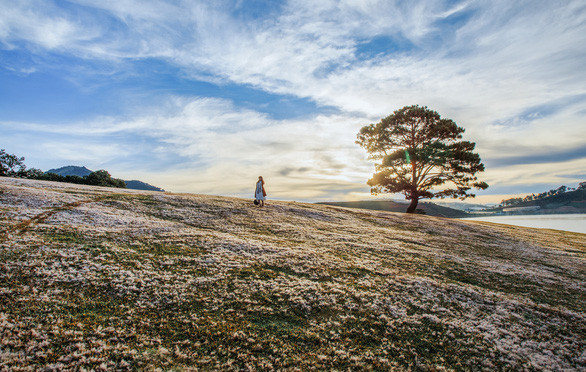 Cỏ Đà Lạt đã bắt đầu pha sắc hồng ở khắp các vùng đồi khu vực quanh hồ Đankia - Suối Vàng - Ảnh: ĐINH VĂN BIÊN Cỏ Đà Lạt đã bắt đầu pha sắc hồng ở khắp các vùng đồi khu vực quanh hồ Đankia - Suối Vàng - Ảnh: ĐINH VĂN BIÊN