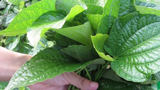 Để áp dụng “món ăn bài thuốc